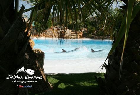 Dolphin Emotions in Algarve