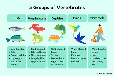 Examples Of Vertebrates