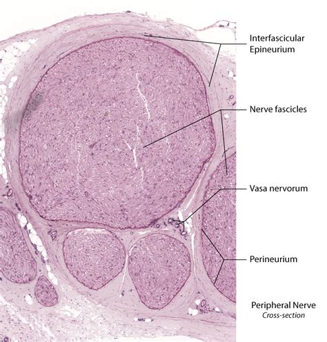 Peripheral Nerve Histology Labeled