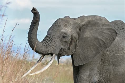 File:African elephant warning raised trunk.jpg - Wikipedia