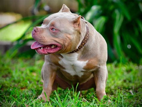 15 Top Pictures Exotic Bully Puppies For Sale Near Me / Gottiline ...