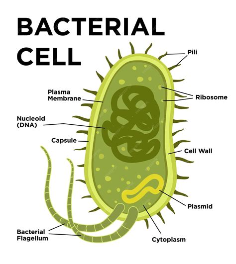 Bacteria Cell Structure