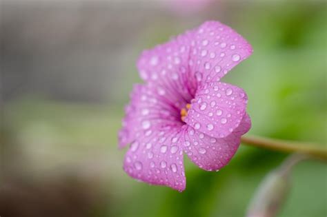 Premium Photo | A flower with rain drops on it