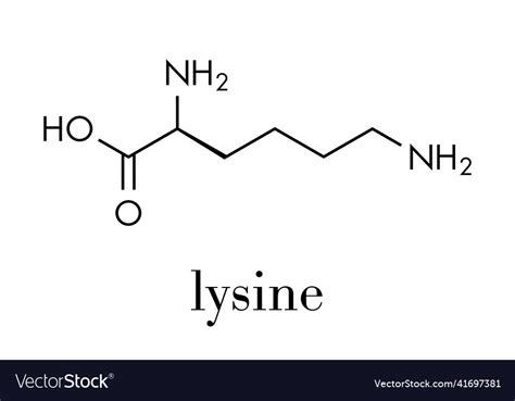 Lysine l-lysine lys k amino acid molecule Vector Image