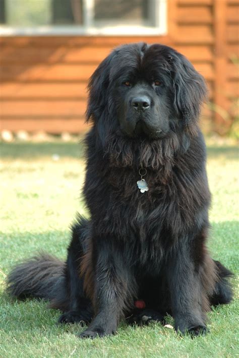 Newfoundland dog - Wikipedia