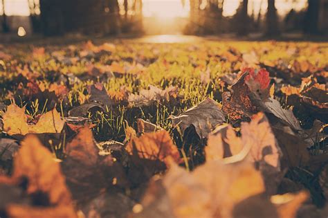 Autumn Photography: 5 Tips for Capturing the Best Photos of Fall - NYFA