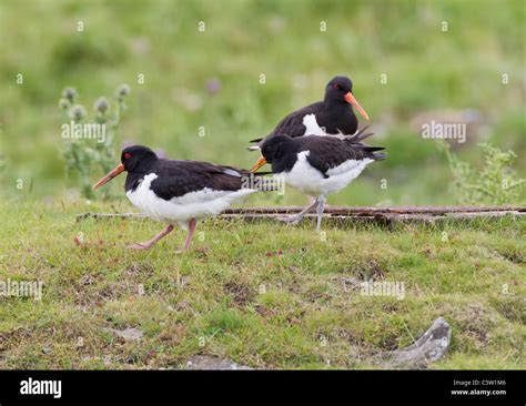 Oystercatcher in breeding season Stock Photo - Alamy