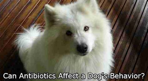 Can Antibiotics Affect a Dog's Behavior? Everything You Need To Know!