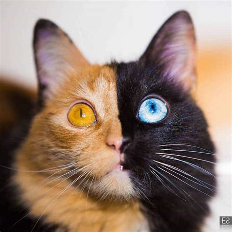 Meet Quimera, a Chimera Cat With a Purrfectly Two-Toned Face