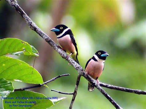 Black-and-yellow Broadbill - BirdForum Opus | BirdForum