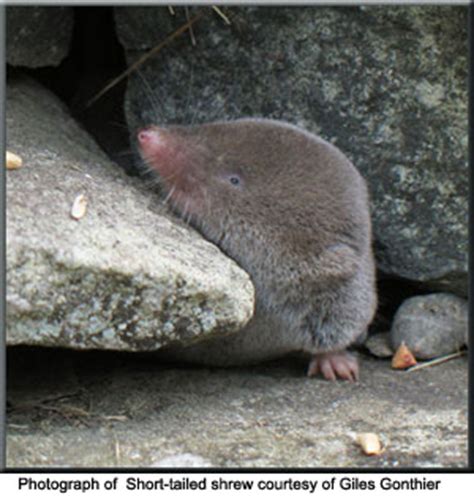 Northern Short-tailed Shrew