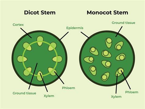 Monocot Vs Dicot Cross Section