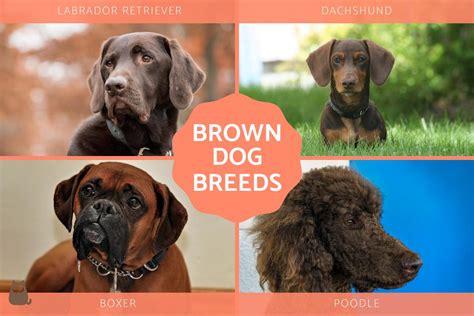 15+ Brown Dog Breeds - Large and Small Brown Dogs With Photos