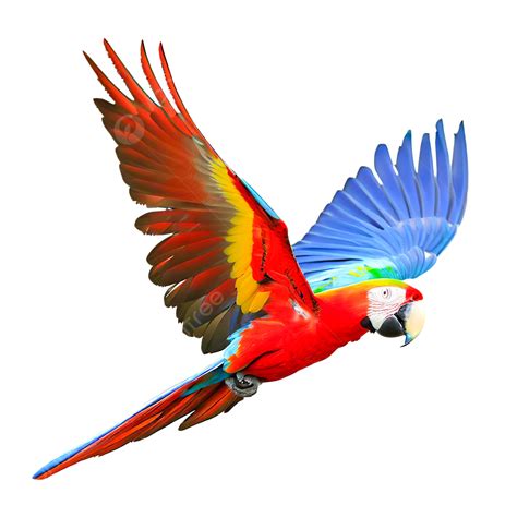 Isolated Scarlet Macaw Parrot Flying On Transparent, Parrot, Bird ...