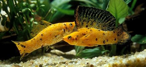 43 Types of Molly Fish - Varieties and Care Guide