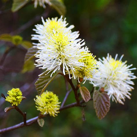 Mt Airy Fothergilla For Sale Online | The Tree Center