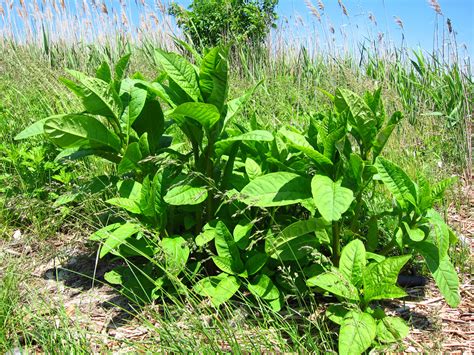 66 Square Feet (Plus): Edible Pokeweed