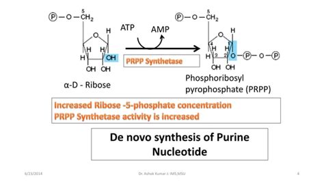 Purine pyrimidine metabolism and disorder | PPT