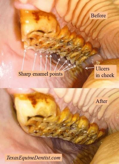 Horse Mouth Ulcers From Sharp Teeth - TeethWalls