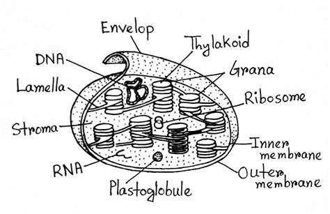 Discover 134+ draw the structure of chloroplast latest - vietkidsiq.edu.vn