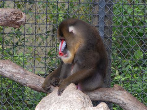 The Online Zoo - Mandrill