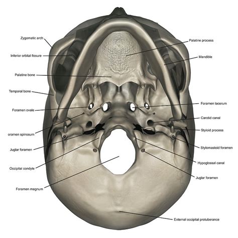 Inferior View Of Human Skull Anatomy #1 Photograph by Alayna Guza ...