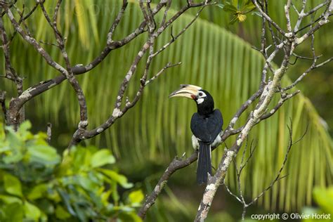 Article about wildlife at Rimba - Rimba