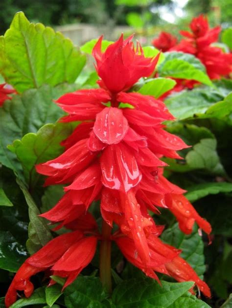 A paprikavirág (Salvia splendens) gondozása - CityGreen.hu | Tipos de ...