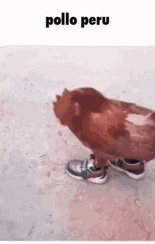 Donpollo Donpollo2982 GIF - Donpollo Pollo Don - Discover & Share GIFs