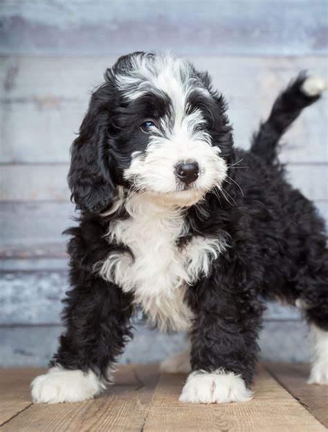 Poodle Mixes - The Most Popular Doodle Dogs That Could Be Yours