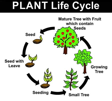 The Plant Life Cycle