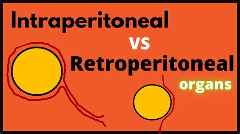 Intraperitoneal VS Retroperitoneal organs - YouTube