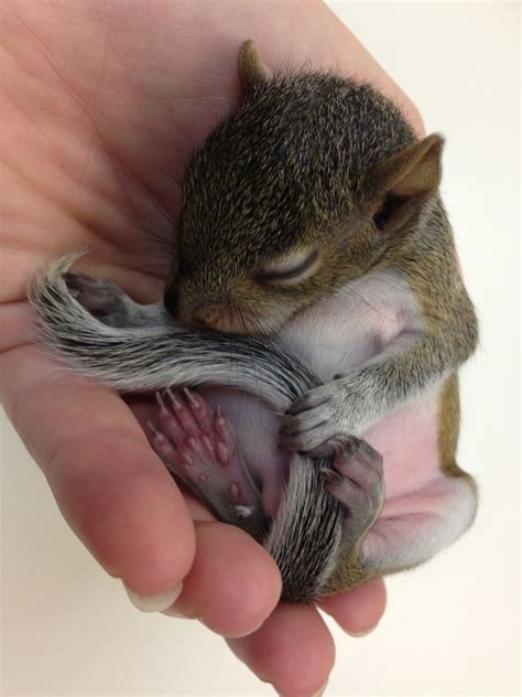 Sweet baby squirrel holding his tail. Cute Squirrel, Baby Squirrel ...