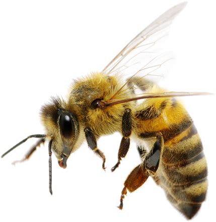 Abeja PNG