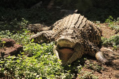 Cuban Crocodile - ZooChat