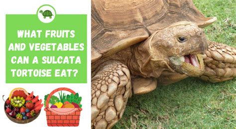 What Fruits and Vegetables can a Sulcata Tortoise Eat? - TurtleHolic