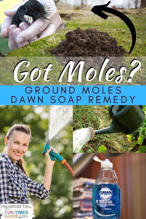 How To Get Rid Of Moles In Your Yard: The Ultimate Guide To Ground Mole ...