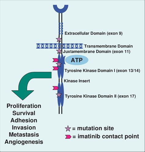 Adverse Effects Of Tyrosine Kinase Inhibitors In Cancer, 43% OFF