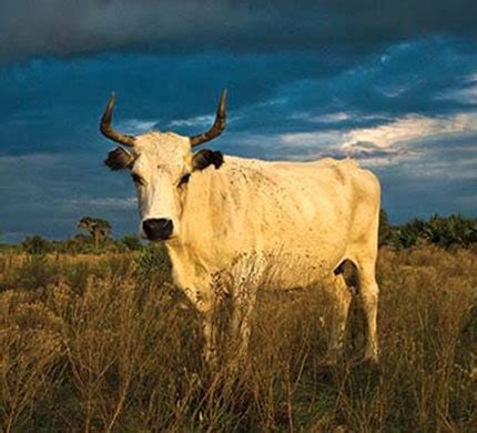 Florida Cracker Cattle - Being A Good Farmer