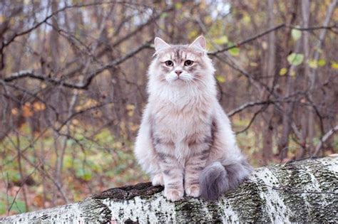 Siberian Cat Size Compared to Other Cats (With Pictures) - Catster