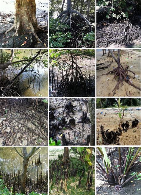 Mangrove root: adaptations and ecological importance | SpringerLink