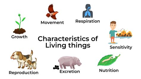 Living things - Definition, Characteristics and Examples