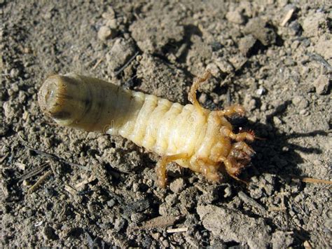 Larva of may-bug stock photo. Image of larva, close, caterpillar - 5327894