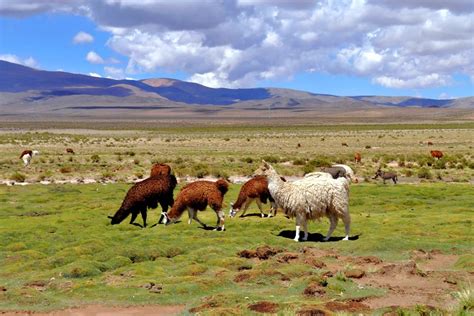 Die Fauna der Pampa - Argentinien