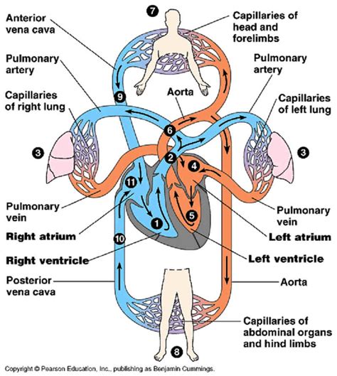 Science: CIRCULATORY SYSTEM