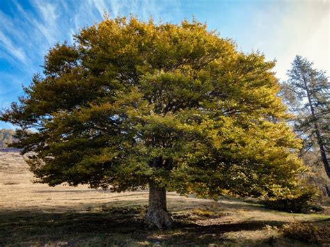 Elm Tree Care - Information On Planting An Elm Tree And Its Care