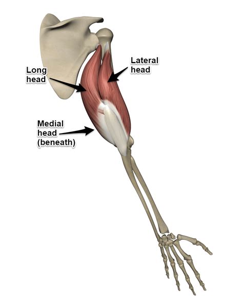 Triceps Brachii Muscle - Yoganatomy