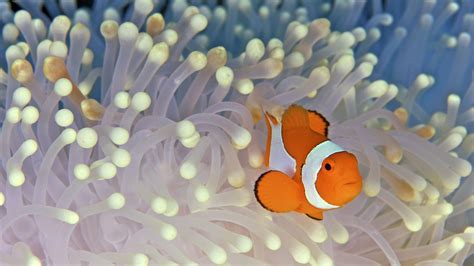 Clownfish Wallpapers - Wallpaper Cave