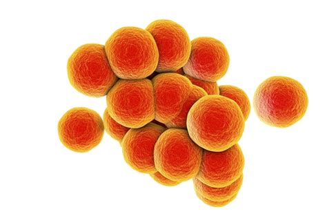 I Feel Sick: Staphylococcus Group Food-borne Infection