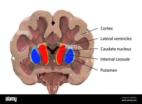 Illustration of the basal ganglia showing the caudate nucleus (red ...